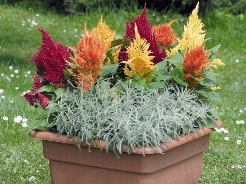 How celosia grows Celosia garden flower