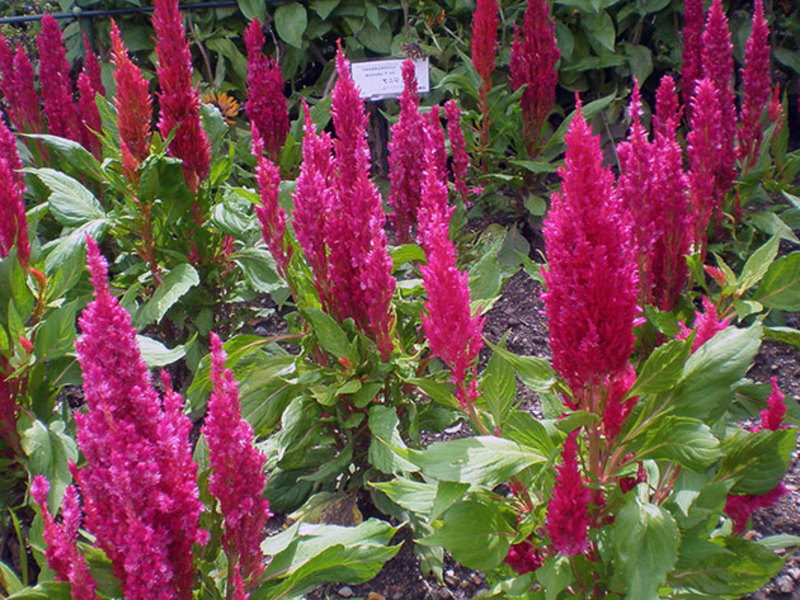 Celosia in the garden Celosi planting methods