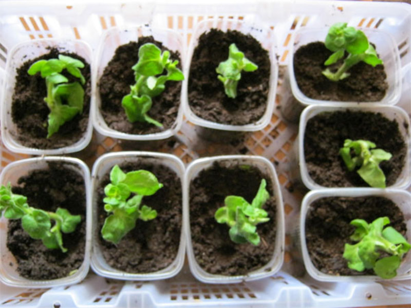 Celosia growing from seeds Garden beauty celosia