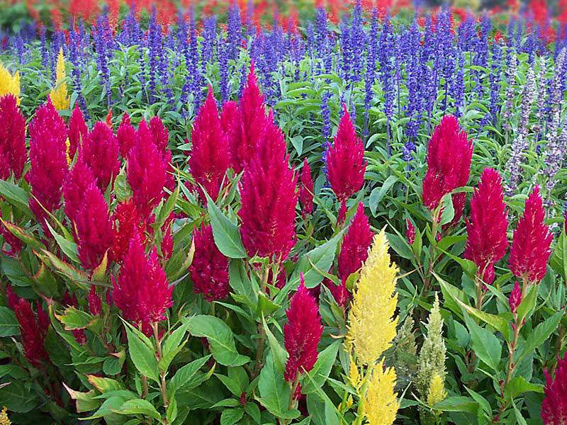 Celosia comb How to grow celusion