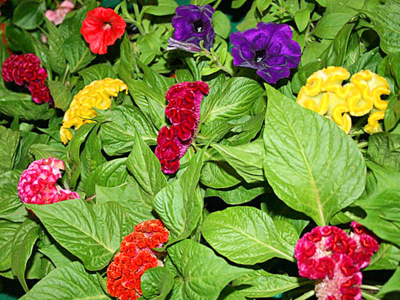 Celosia flower description Varieties of celosia flower