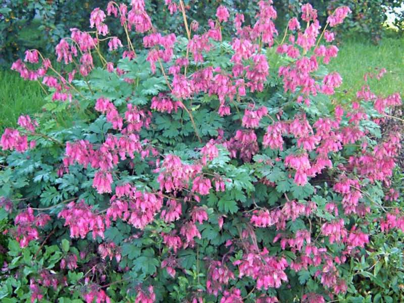 Planting and caring for the dicenter Flowering bushes of dicentra