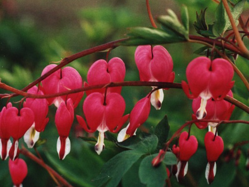 Planting and caring for the dicenter How to properly care for the dicenter