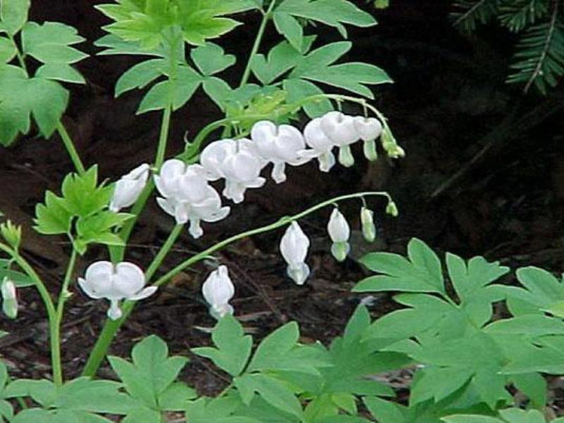 Dicentra - a broken heart Description of the dicenter flower