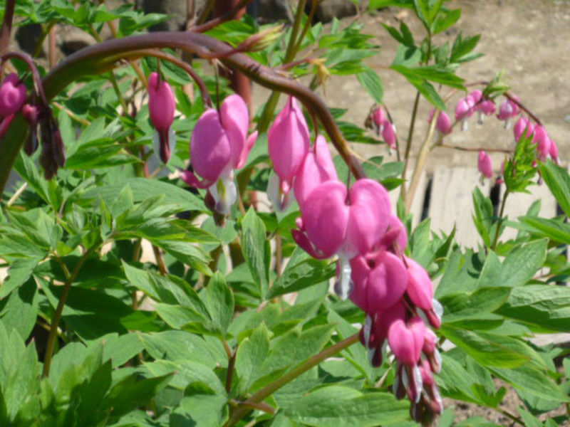 Blooming dicenter Features of care for the dicenter