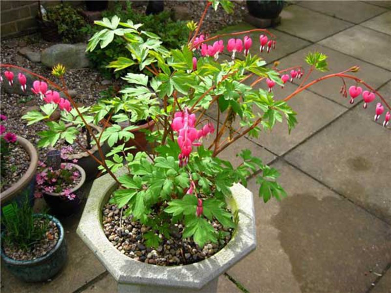 Cultivation of dicenter What is the other name for the flower of the dicenter