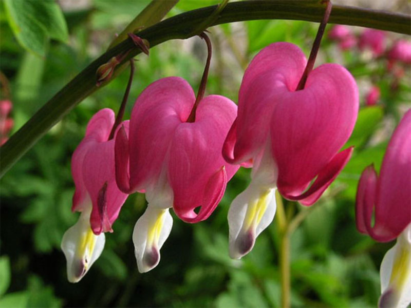 Dicenter flower Description of the dicenter flower