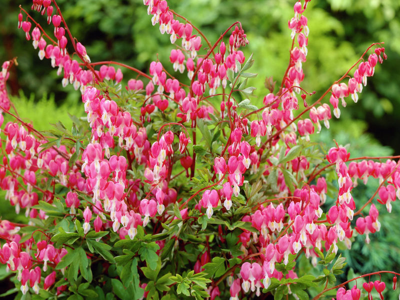 Beautiful blooming dicentra Description of the dicenter flower