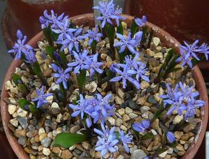 The scrub flower is shown in the photo