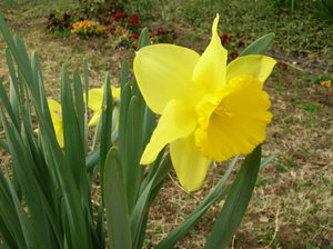 Yellow daffodils are also not uncommon. Yellow daffodils are a beautiful flower.