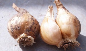 Daffodil bulbs can be stored all winter Daffodil bulbs are perfectly stored and used in folk medicine.