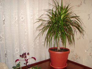 Features of growing dracaena at home