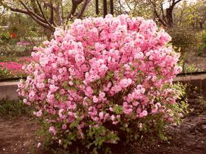 Varieties of ornamental shrubs