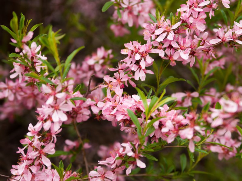 Almond tree care How to care for an almond bush