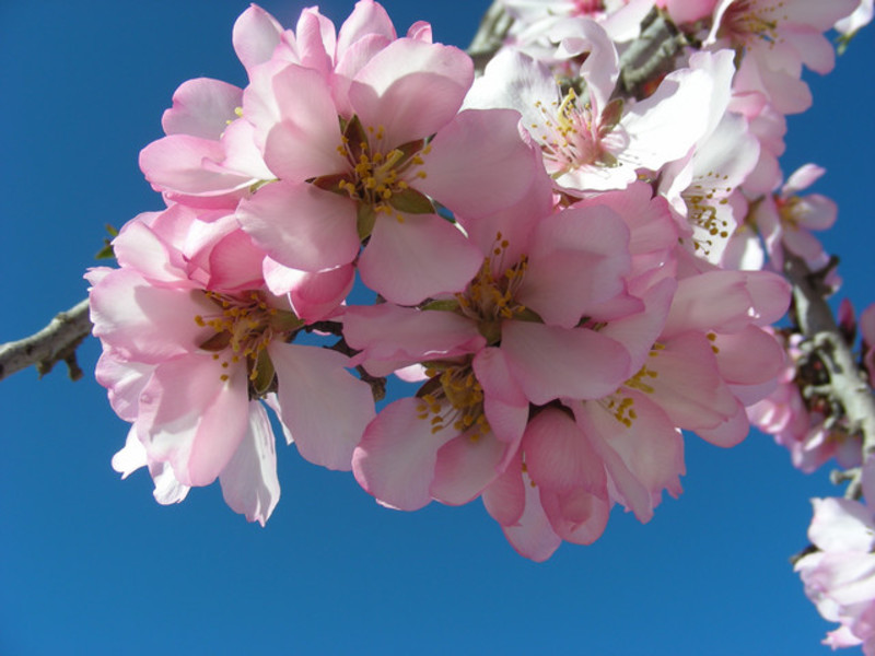 Almond blossoms Shrub begins to bloom