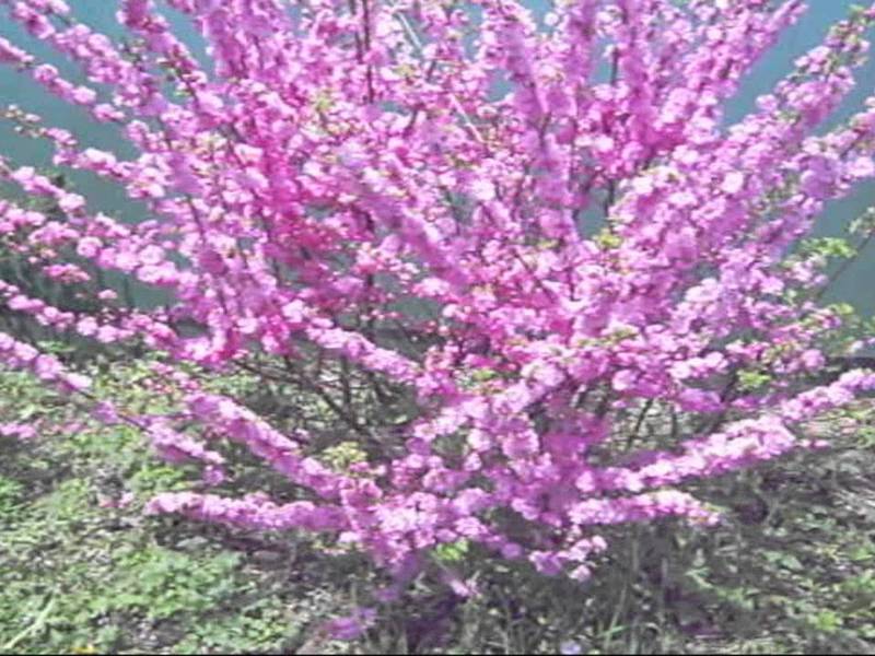 How almonds grow How to plant almonds