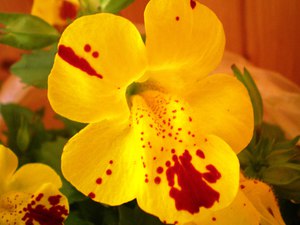 Home flower mimulus