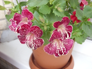Mimulus flower variety