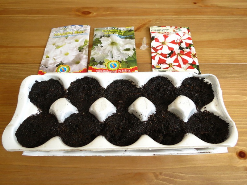 What to choose containers for growing seedlings of petunias Features of the choice of containers for growing seedlings of petunias