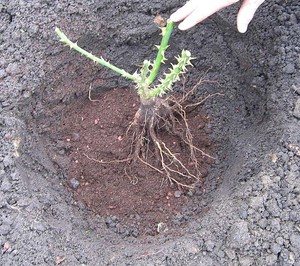 Planting roses in open ground