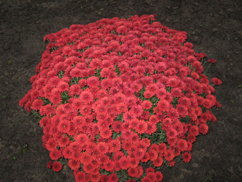 Garden flowers undersized Selection of annual flowers