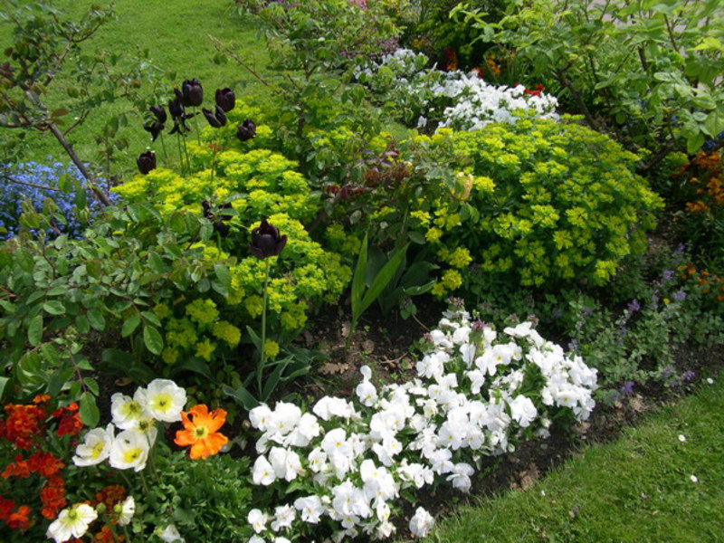 Flowers for flower beds Beds of summer varieties