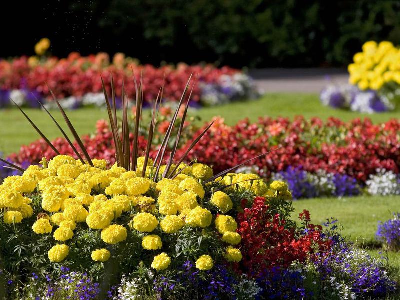 How beautiful to plant undersized flowers Low-growing varieties