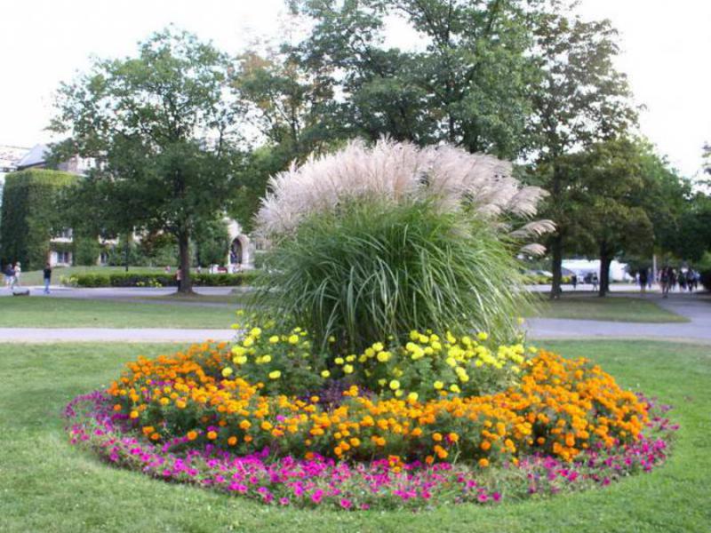 Creating a flower garden from low-growing flowers Flower garden of undersized flowers