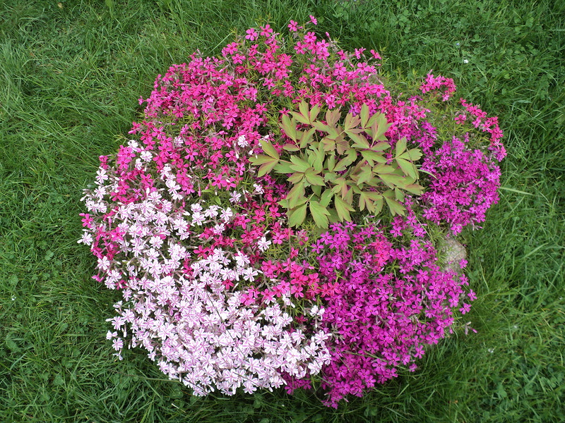 How to choose a variety of low-growing flowers How to create a flower bed of undersized flowers