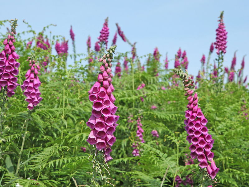 Foxglove red or purple Red foxglove is shown in the photo