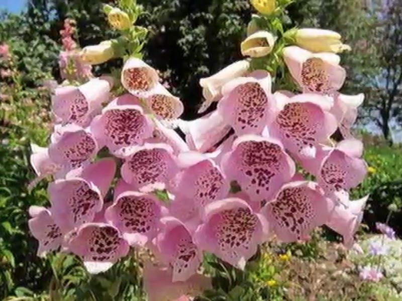Foxglove pink - pictured flowers close-up Foxglove pink - very beautiful flowers