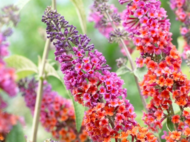 Buddleya David Flower Power - features of flowering Buddleya David Flower Power during the flowering period.