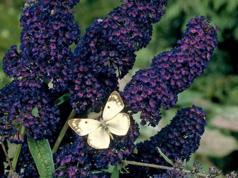 Buddley David Black Knight: photo Buddleya Black Knight - flowers are almost black.