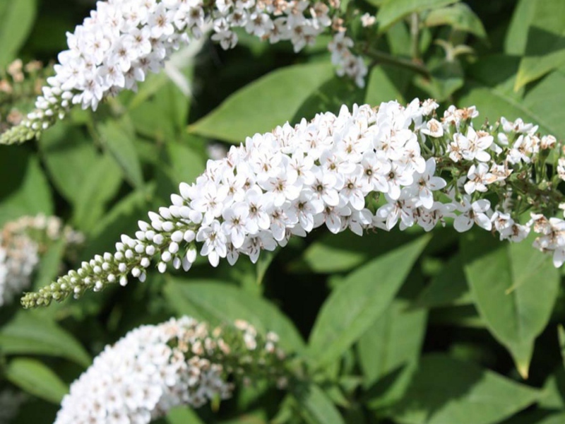 Buddleya David White Profojn - variety with white flowers Buddleya David White Profojn can bloom white.