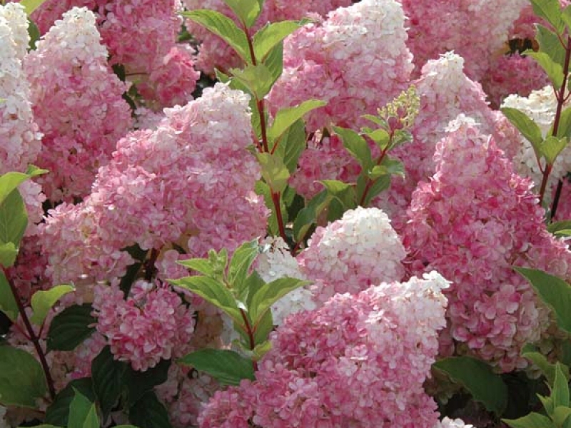 Buddleya David White Profusion - white and pink splendor White Profusion buddleya is a mixture of white and pink, very delicate shades.