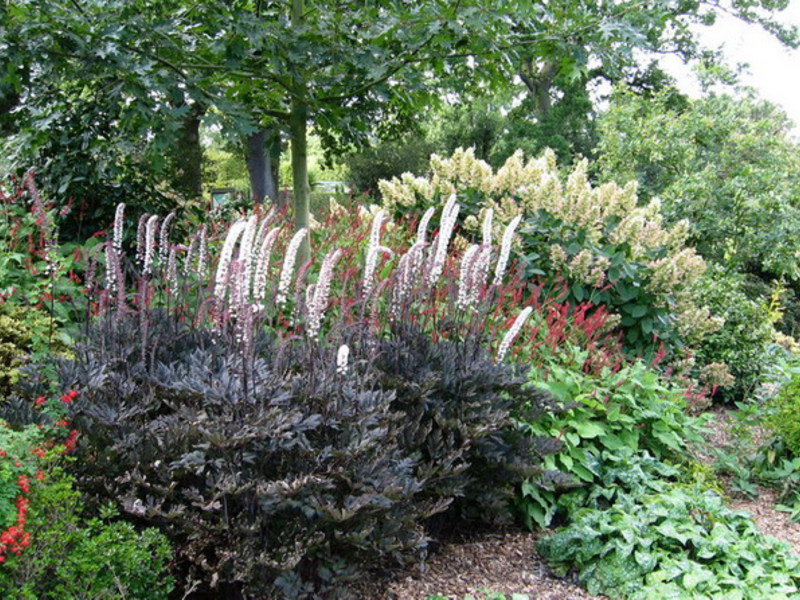 Growing a herb black cohosh Black cohosh