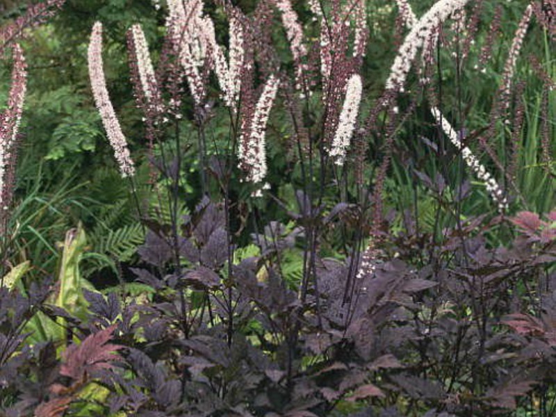 Black cohosh simple Branchy black cohosh