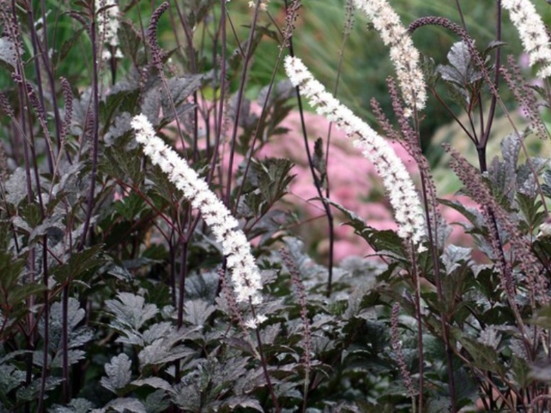Black cohosh species and varieties Black cohosh breeding