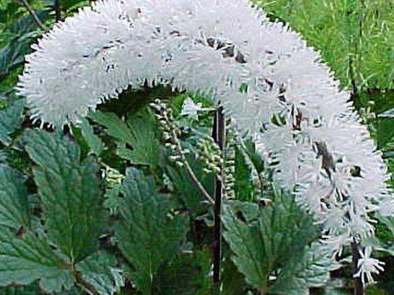 Planting and growing black cohosh Black cohosh flowering period
