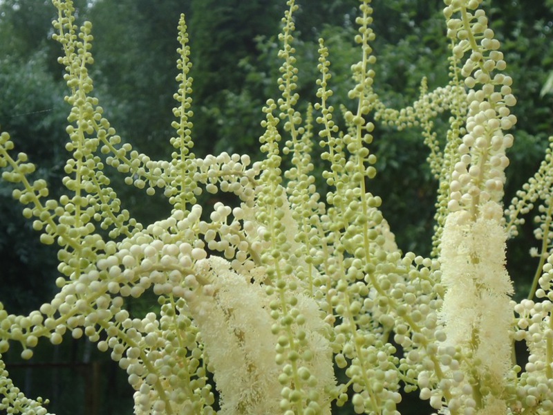 How to plant black cohosh Black cohosh growing and care