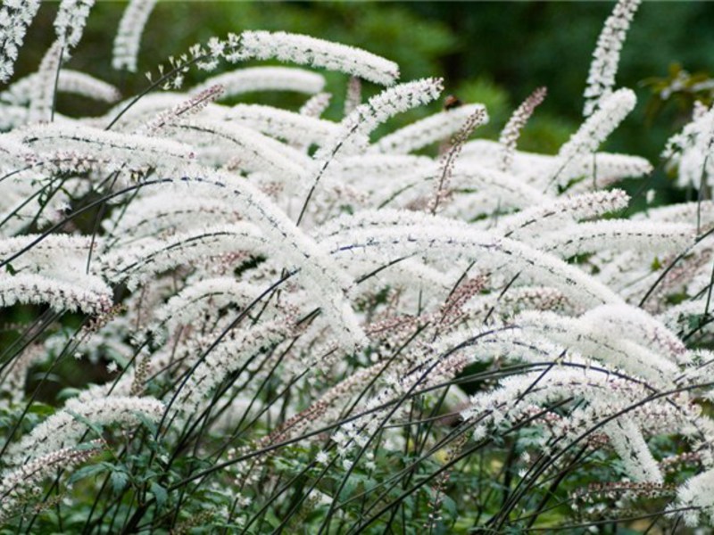 Description of luxurious and stately herbaceous plants Branchy black cohosh