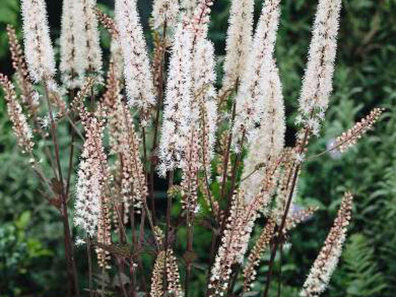 How black cohosh grows How to plant black cohosh