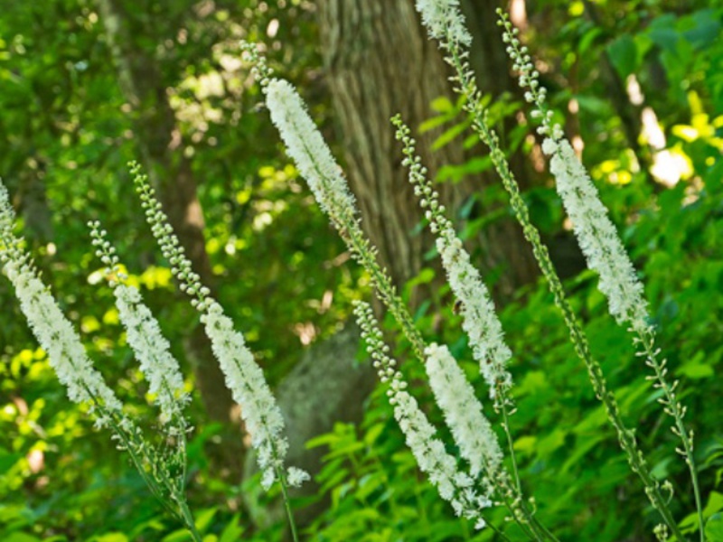 Planting and growing black cohosh Tsimitsifuga Kamchatka