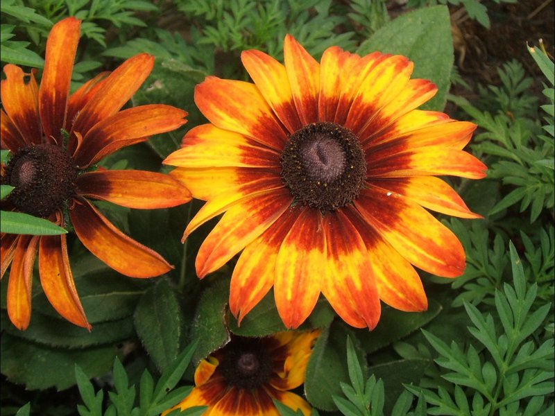 Features of the rudbeckia plant