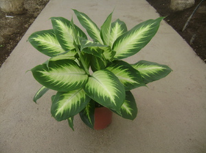 How to grow dieffenbachia