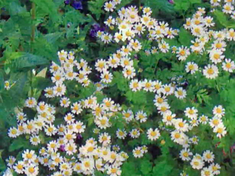 Cultivation of a daisy