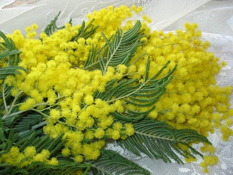 Growing mimosa How to grow mimosa
