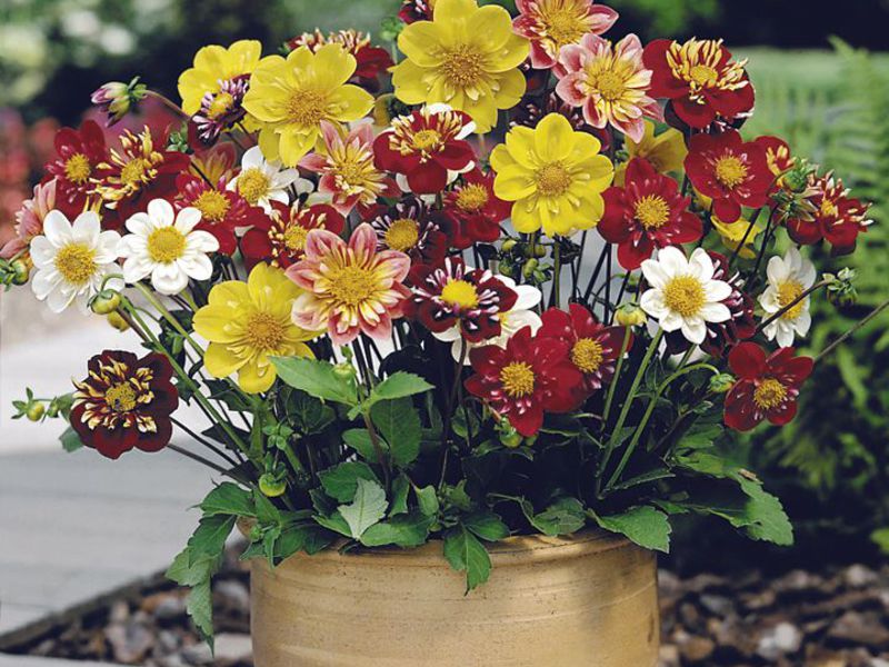 How to plant dahlias with seeds How dahlia blooms