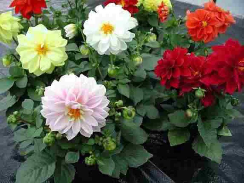 Dahlia planting and care Proper care of a dahlia