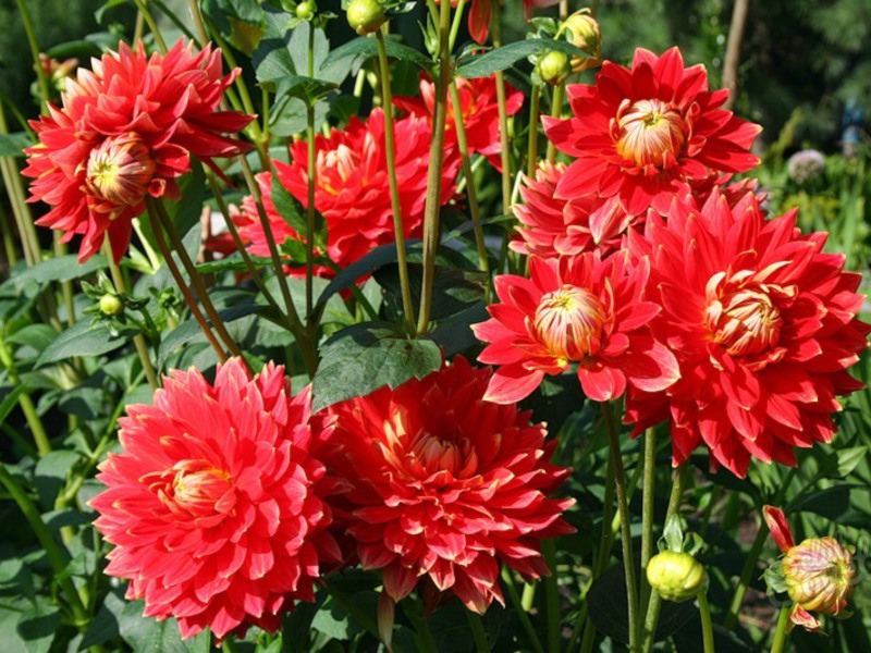 Beautiful dahlia flowers Blooming dahlias